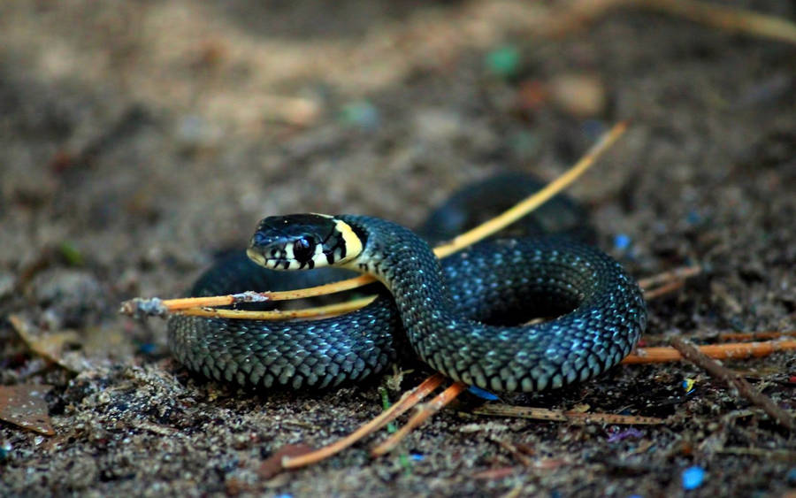 Preview wallpaper snake, rings, scales, macro