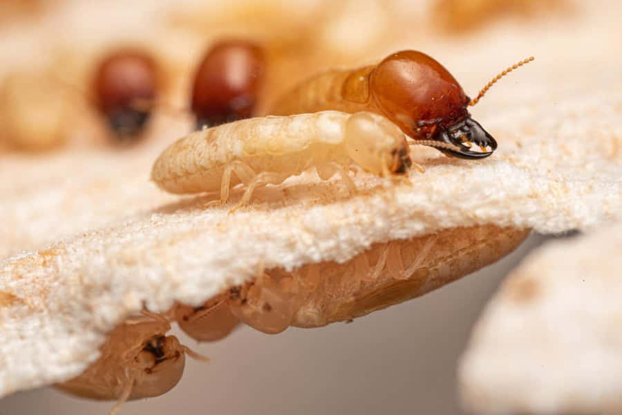 Macro d'une termite ouvrière sur une structure en bois endommagée, avec d'autres termites visibles en arrière-plan.
