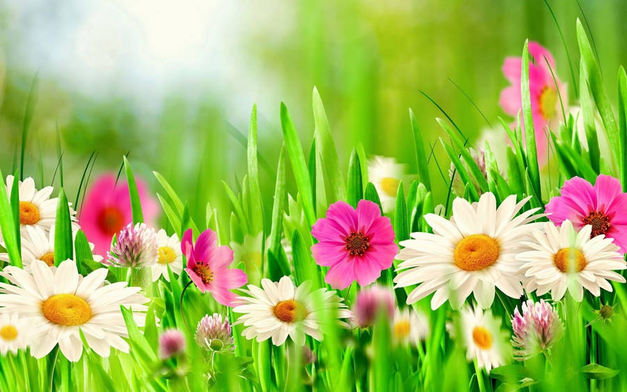1920x1200 Colorful Flowers Wallpaper For Desktop Â - Free Download