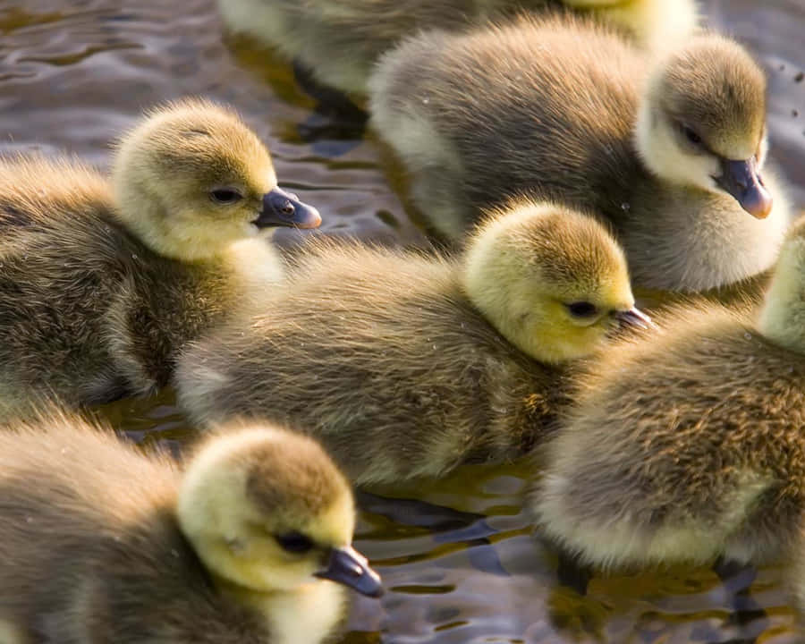 "Diesessüße kleine Entchen genießt einen lustigen Nachmittag am Teich"