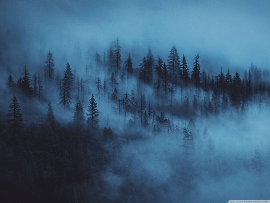 Fond d'écran de forêt brumeuse esthétique bleu foncé.