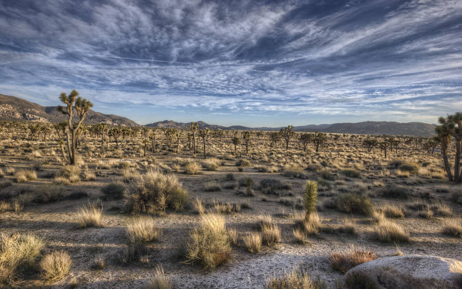 Preview wallpaper desert, vegetation, grass