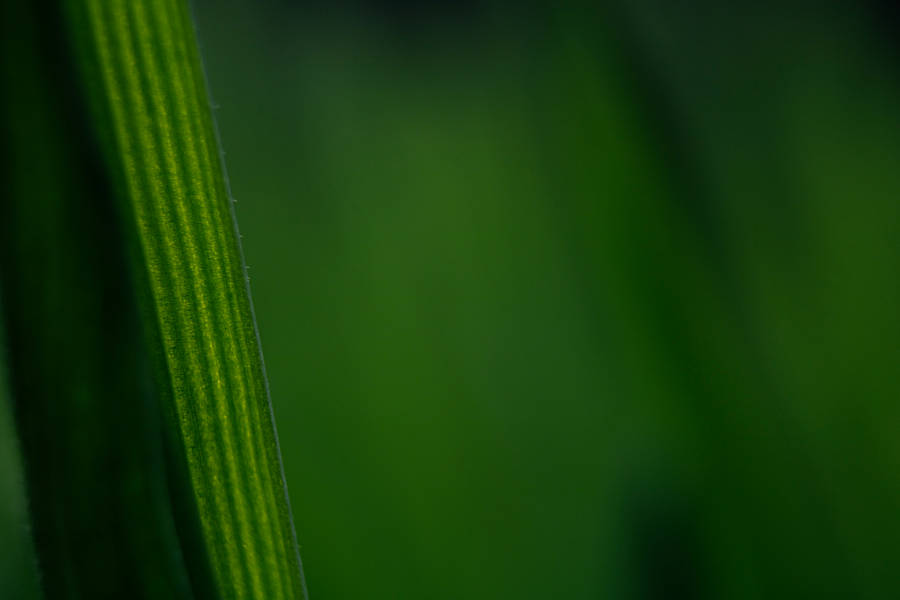 water droplets on green leaf