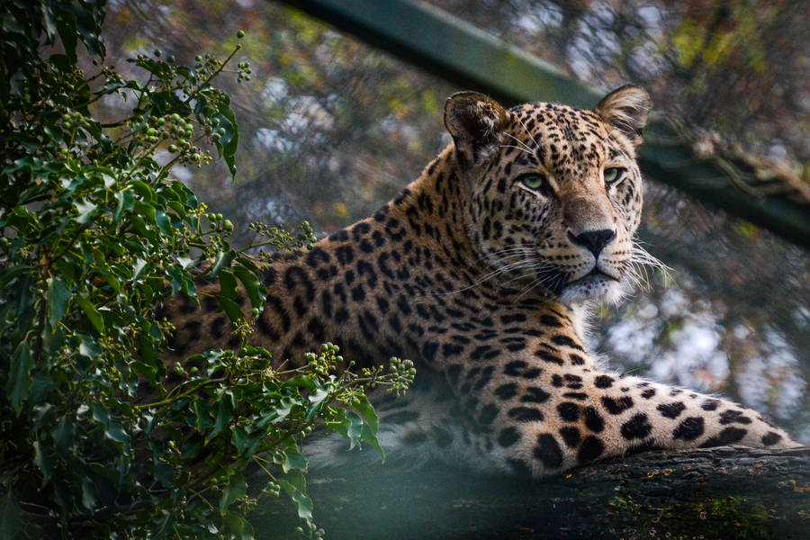 Fierce jaguar wallpaper