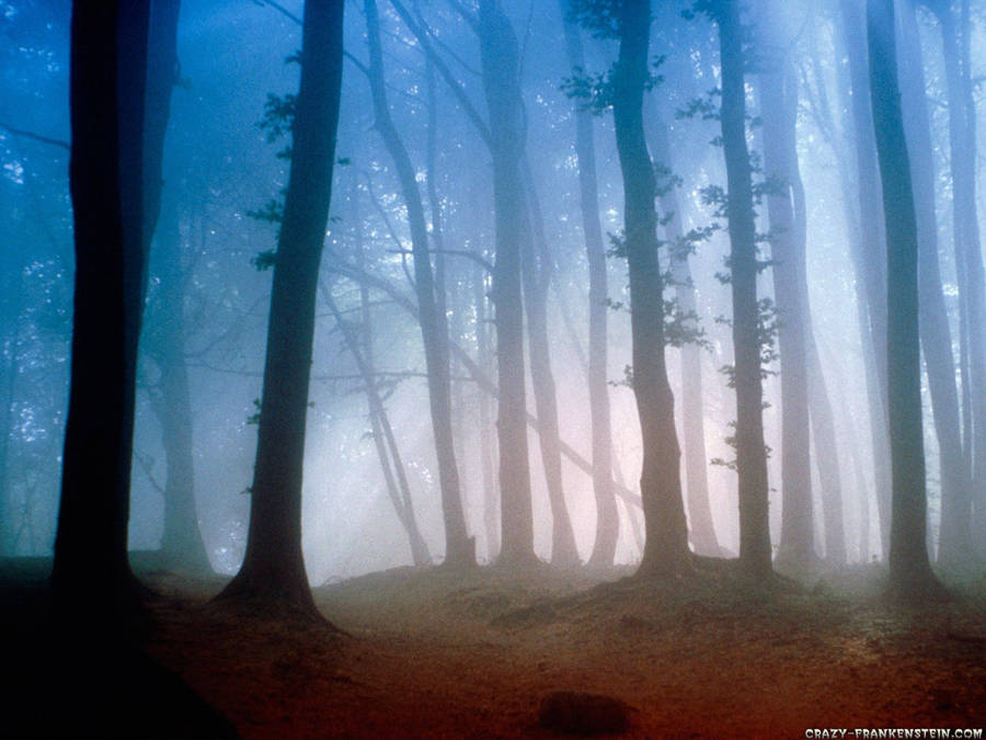 1600x1200 Forest wallpaper - Nature wallpaper