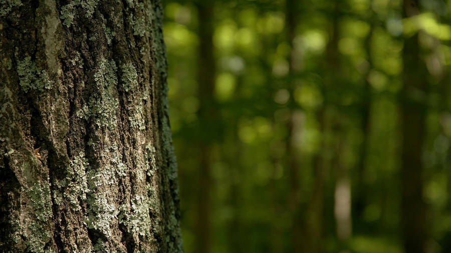 1920x1080 Up Close Tree Wallpaper HD Wallpaper
