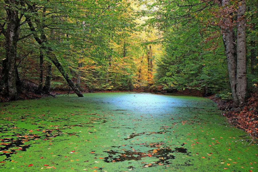 Preview wallpaper forest, pond, nature