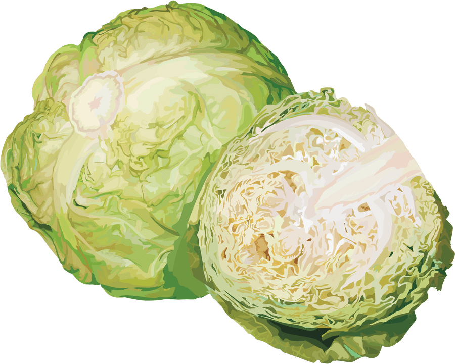 Fresh Cabbageand Half Cut Illustration
