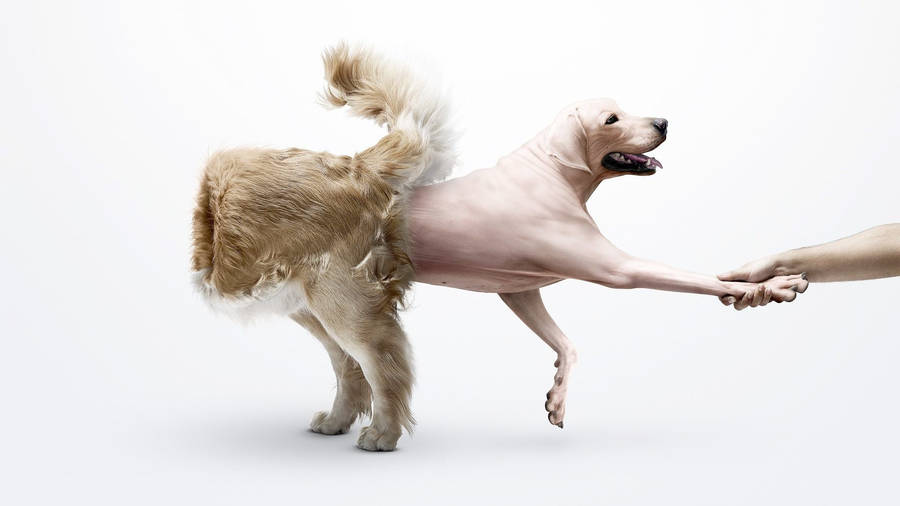 1920x1080 Dog Skin Funny HD Wallpaper