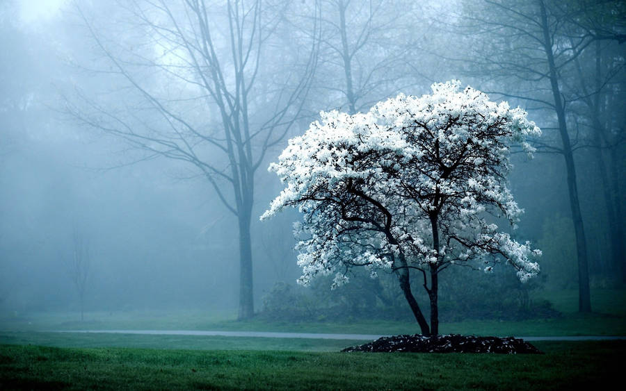 Fond d'écran HD d'un arbre avec des feuilles blanches dans les bois.