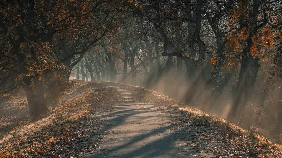 DunklerHerbstwald auf MacBook