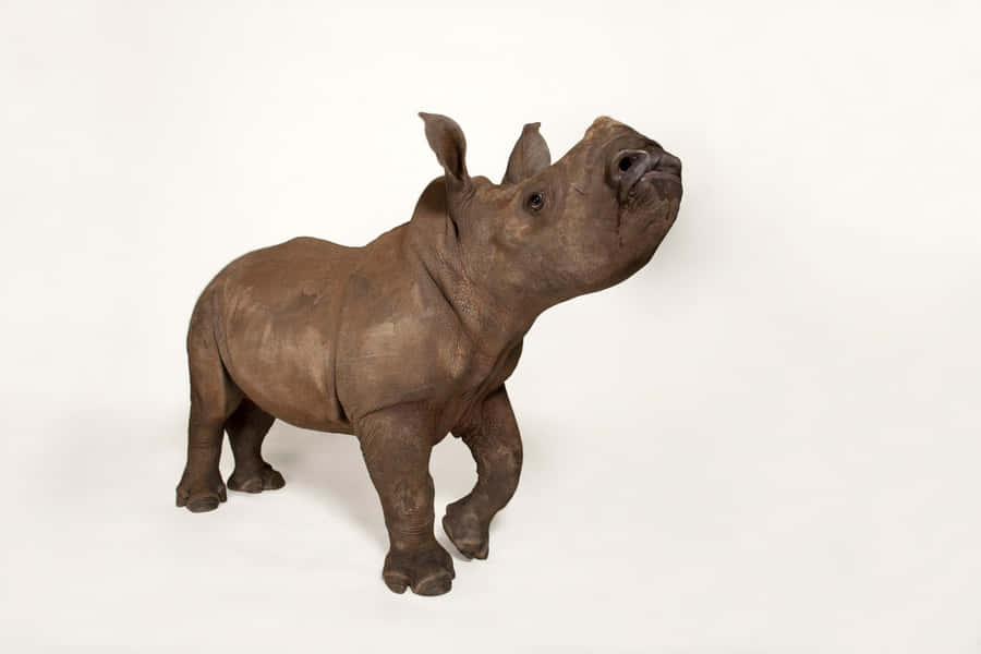 Hintergrundmit einem Nashorn