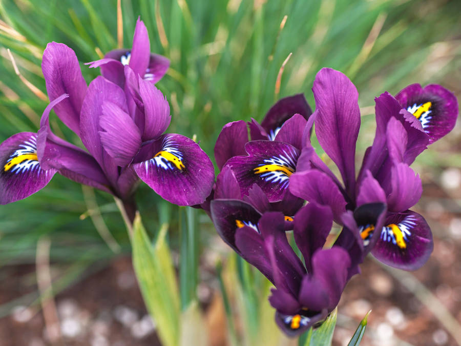 Florde Íris Reticulata.