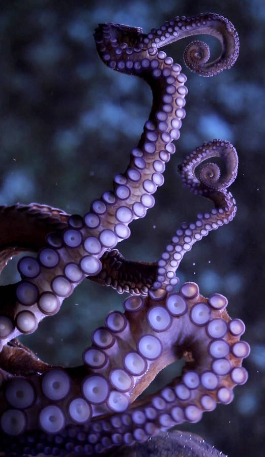 Live wallpaper van octopus tentakels.