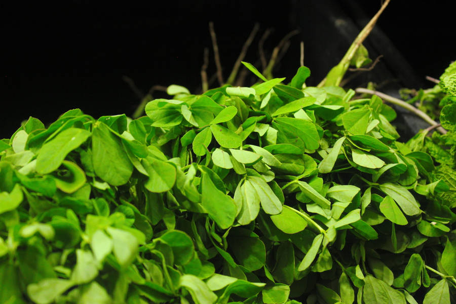 Feuilles de fenugrec vertes biologiques fraîches