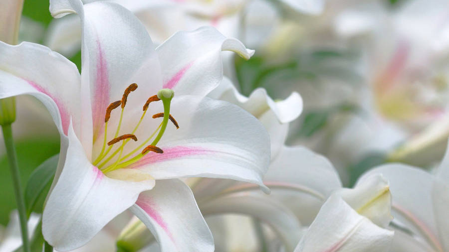 Oriëntaalse Witte Lelie Bloemen wallpaper