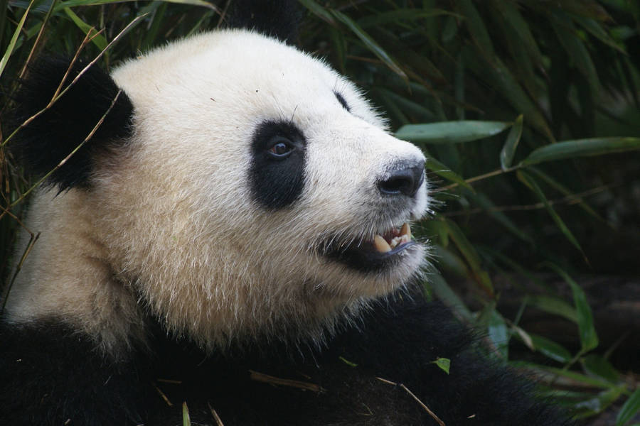 Preview wallpaper panda, bear, muzzle