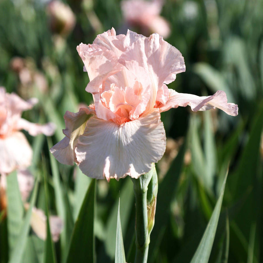 AtratividadeRosa - Flores Íris. Papéis de Parede — Uma imagem impressionante da variedade de flores de íris Pink Attraction com pétalas caídas e barbas rosadas e onduladas, capturada com técnica de foco seletivo durante o dia.