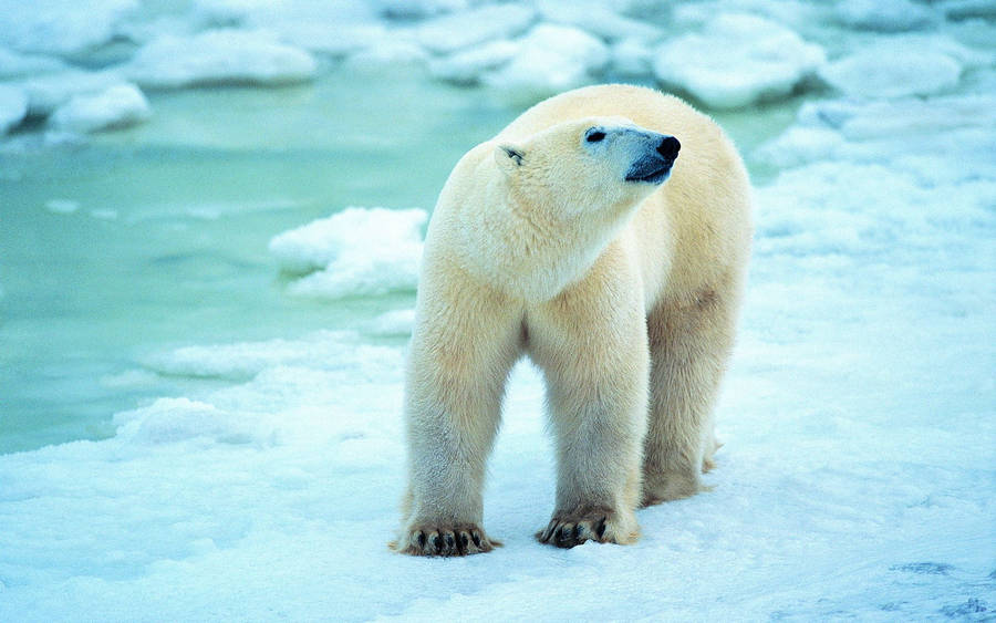 Preview wallpaper polar bear, snow, walk, antarctica
