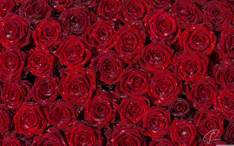 5120x3200 Röda rosor bakgrund ❤ 4K HD Desktop Wallpaper för 4K Ultra HD TV