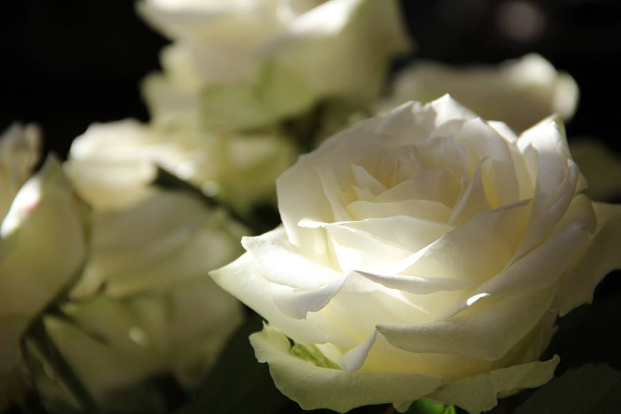 Preview wallpaper roses, petals, bud