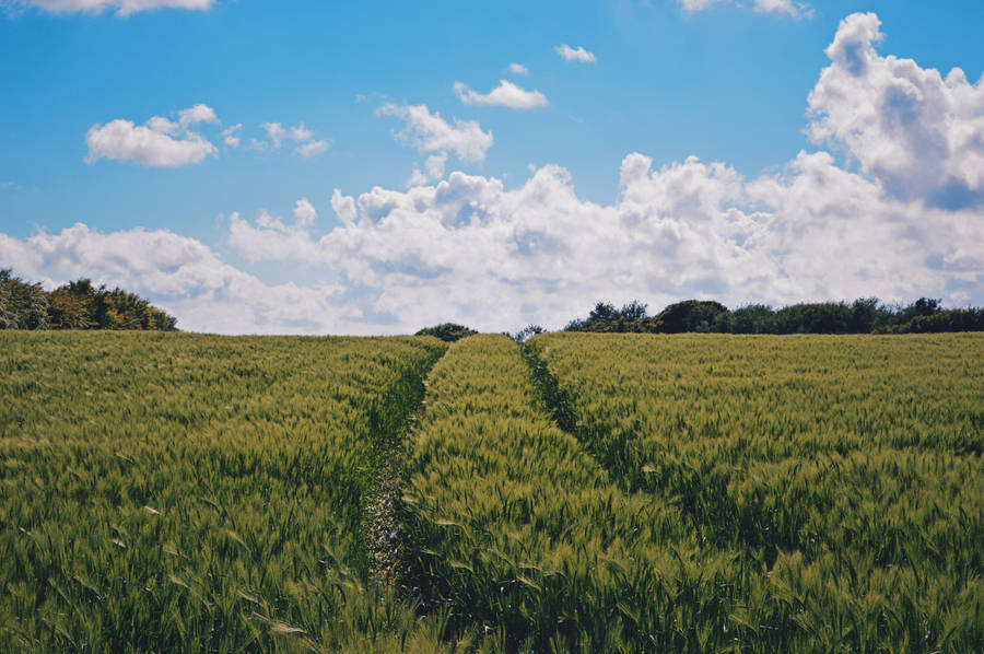 Preview wallpaper field, summer, sky, plants, green