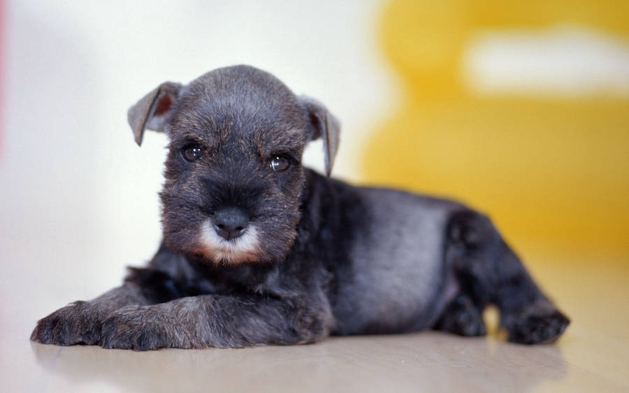 Black puppy with sad eyes and fluffy muzzle lying on the ground