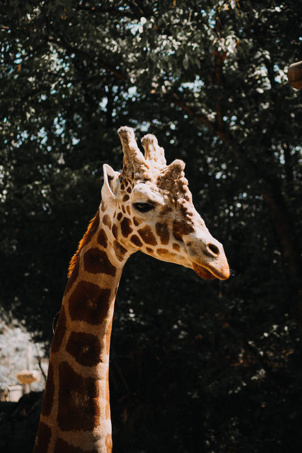 Volwassen Giraffe gespot blijvend wallpaper