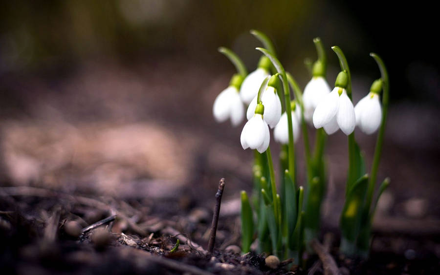 Wallpaper bunga musim semi kecil Snowdrop