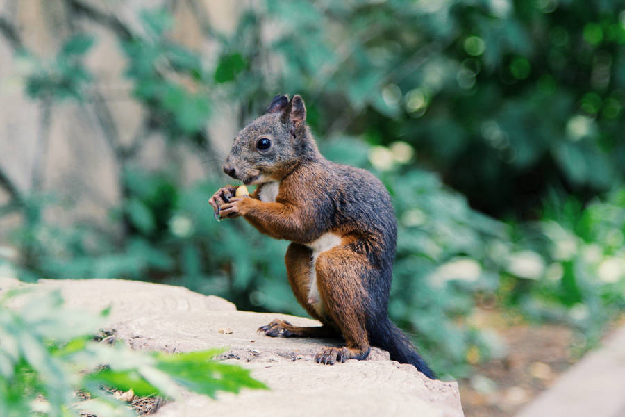 Preview wallpaper squirrel, food, rodent