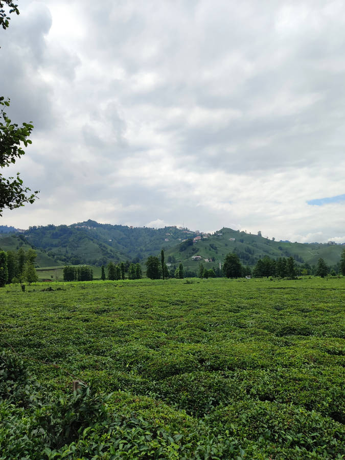 Fond d'écran jardin de thé en Turquie