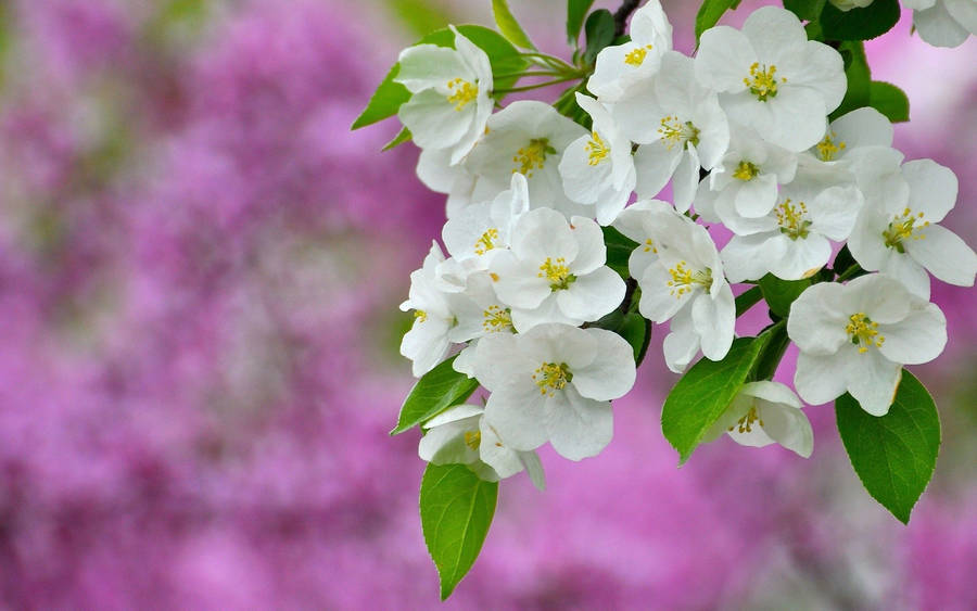 Preview wallpaper flowers, flowering, plant
