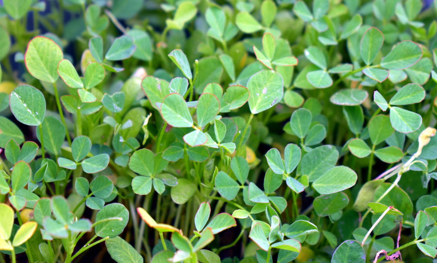 Plantes de Fenugrec Sauvages