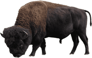 A large bison with shaggy brown fur and curved horns standing against a black background.
