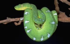 Serpienteverde Esmeralda Wallpaper