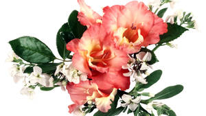 Gladiolus And Hoary Stock Flowers wallpaper