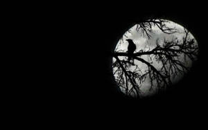 1920x1200 The bird and the moon wallpaper