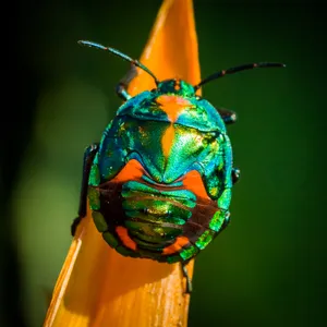 Insectosnaranjas Y Verdes. Wallpaper