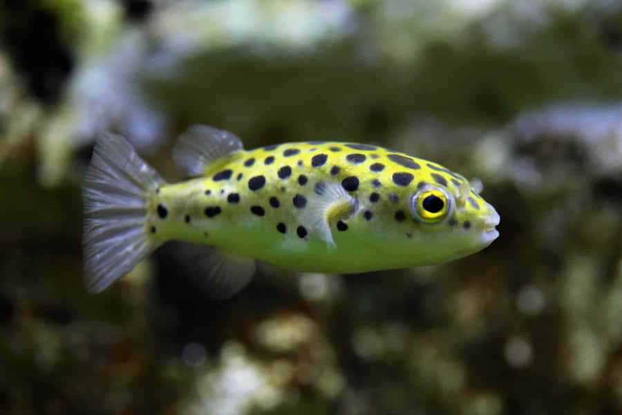 Pesce Palla Giallo Maculato che Nuota