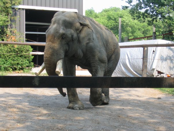 Vance. Bowmanville Zoo 2005. Photo: © Francis Lavigne