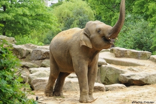 Ma Palai. Emmen Zoo 2008. Photo: © Petra Prager