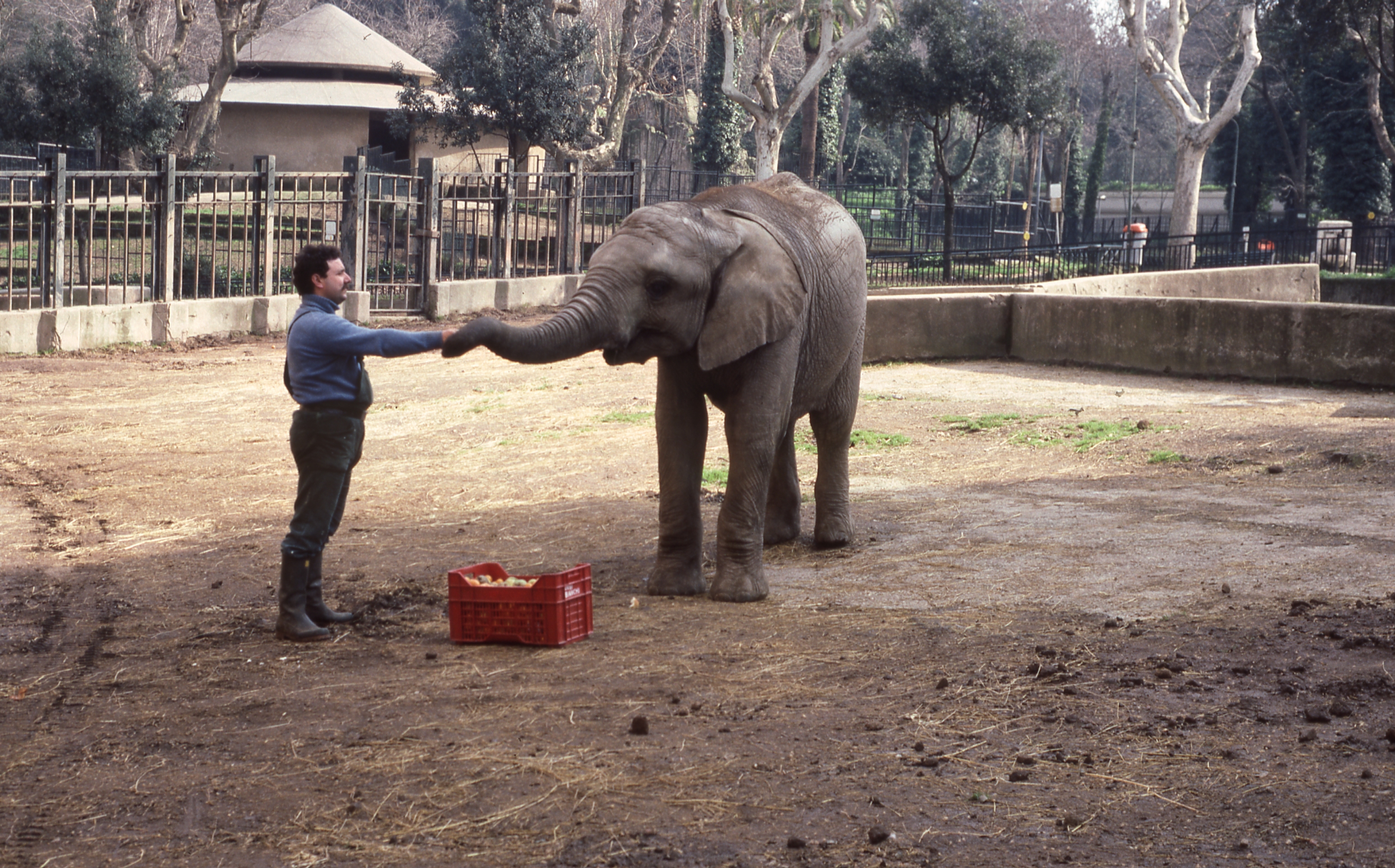 Calimero in Beekse Bergen Safaripark