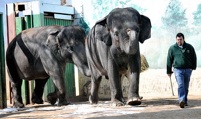 Elephant handler Seth Groesbeck, Cicero, with elephants Karina, left, and Romani, at Rosamond Gifford Zoo at Burnet Park, Syracuse, NY.<br />
Photo: © Syracuse.com 03/2011