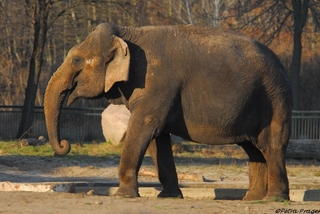 Louise. Tierpark Berlin 2008. Photo: © Petra Prager.