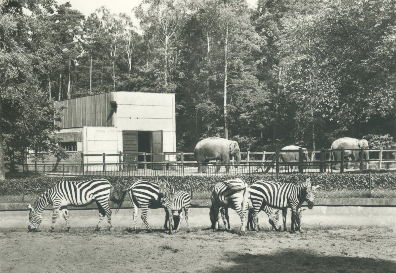 Cottbus Zoo in Germany Germany