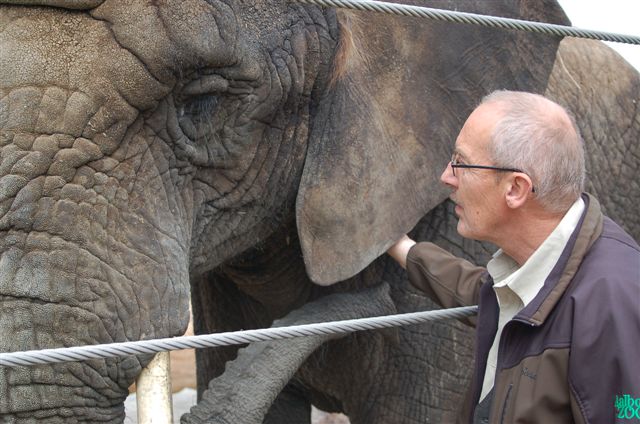 Louise with elephant keeper Thorvald Eggers, who has worked more than 40 years in Aalborg Zoo. Photo: © <a href="http://www.facebook.com/profile.php?id=1450584365">Peter Stolk, Netherlands</a> 2010.