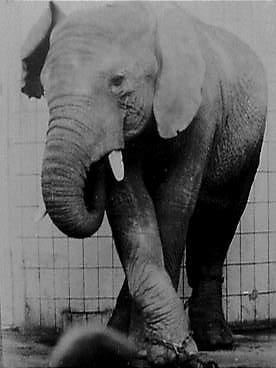 Salim photographed by killing keeper Gunter Lenz in Berlin Zoo, 1963.