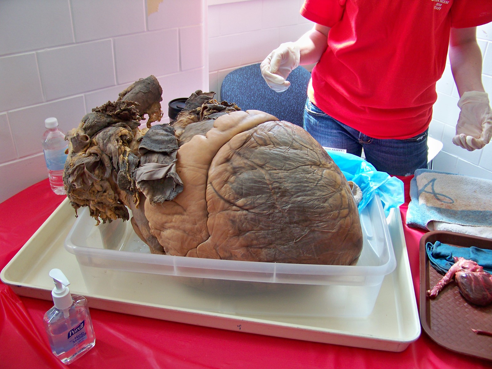 An elephant Heart at Cornell University Collage of Veterinary medicine