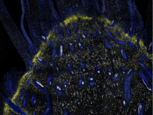 A fluorescence probe indicates the spatial expression location of the homeodomain gene KNAT1 as yellow sparkles on a thin slice of part of a sorghum bicolor shoot apex attached with several nascent leaves. Tissue anatomical structure is viewed by nuclei stained in blue. 