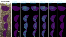 Spatial distributions of exemplary rhizosphere organics throughout the root length and associated rhizosphere